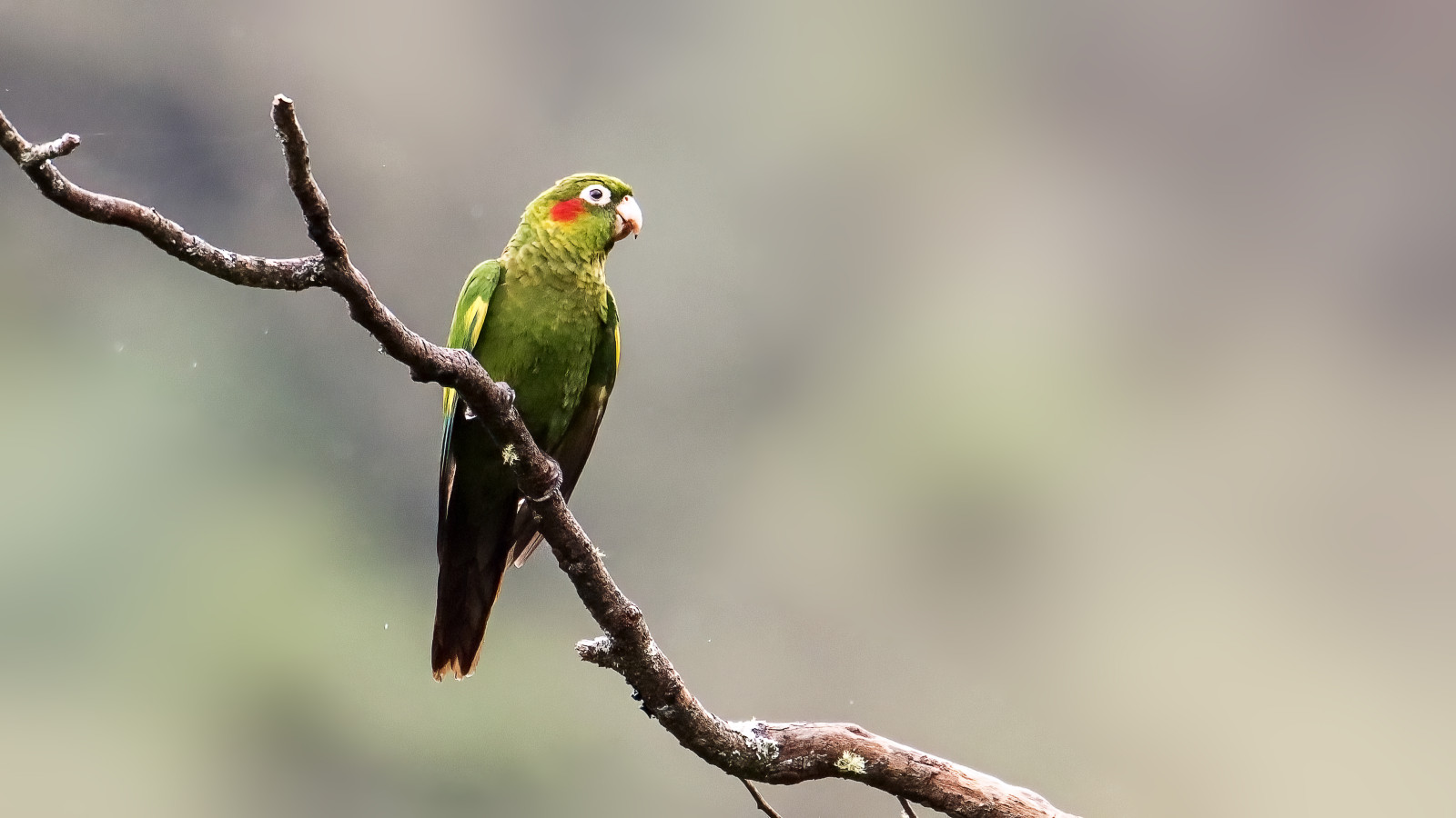 image Sulphur-winged Parakeet